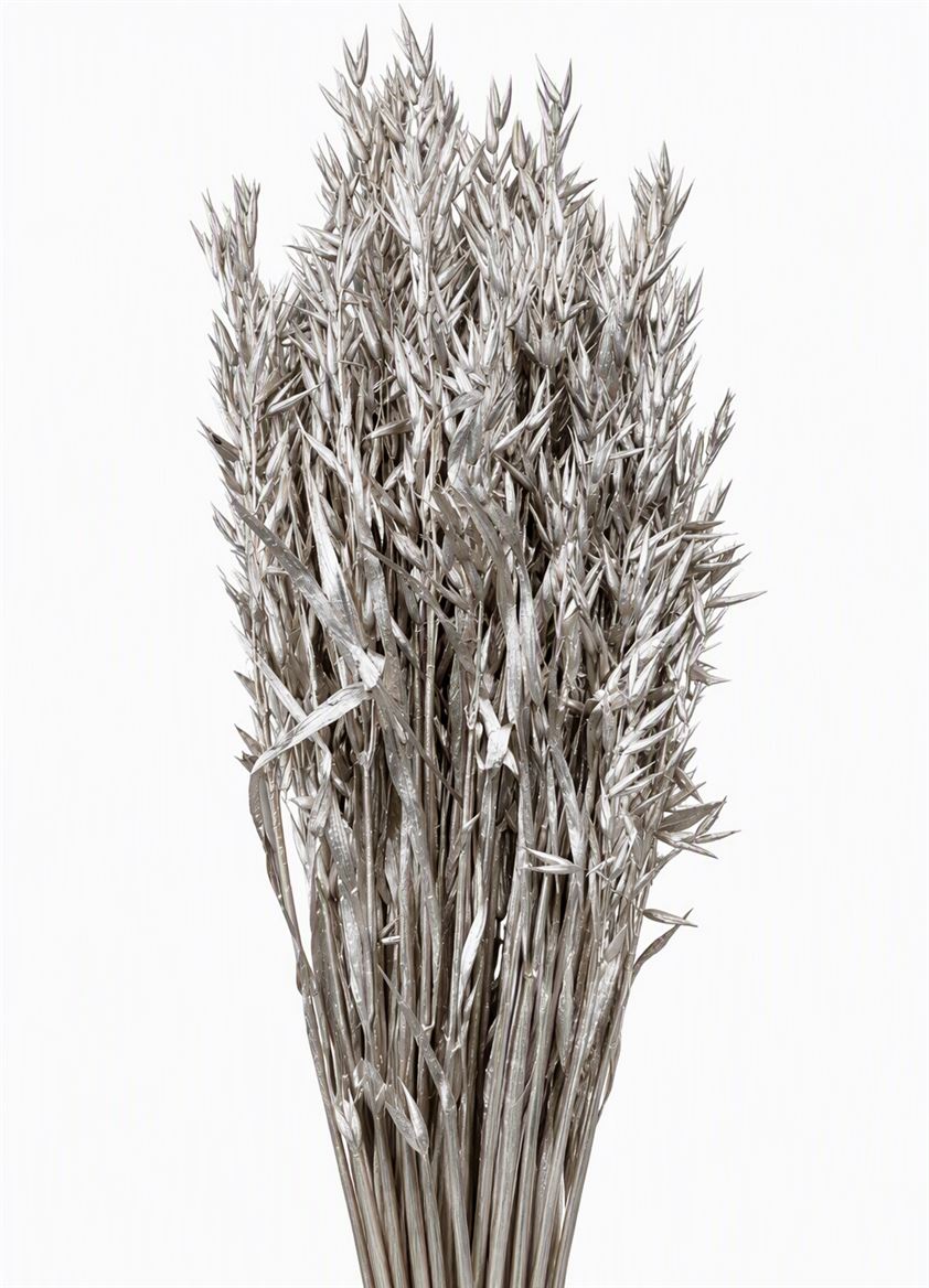 Dried Avena Silver Bunch