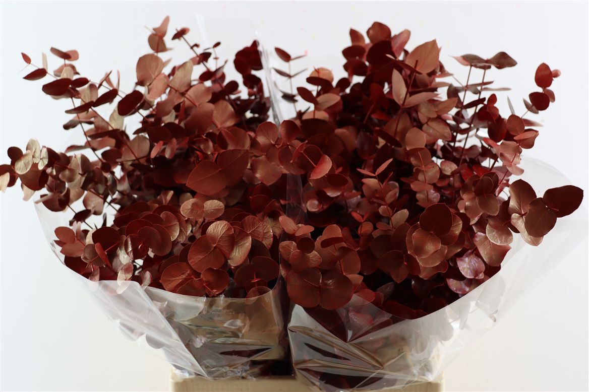 Eucalyptus Cinerea 70cm 200gram
