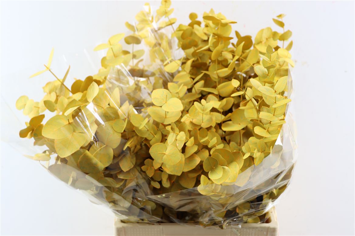 Eucalyptus Cinerea 70cm 200gram