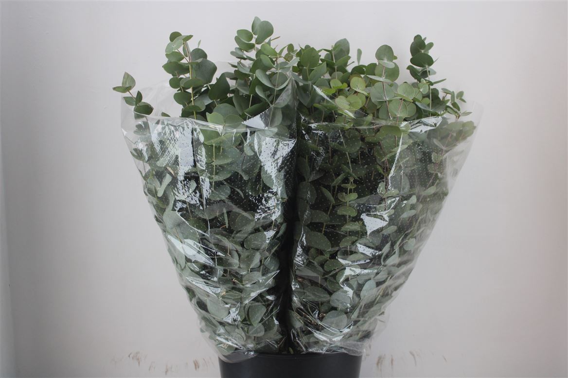 Eucalyptus Cinerea 70cm 200gram