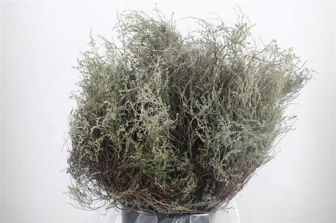 Thymus Capitatus Bs 70cm 250gram