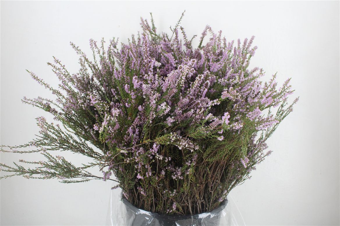 Erica Per Bunch 60cm