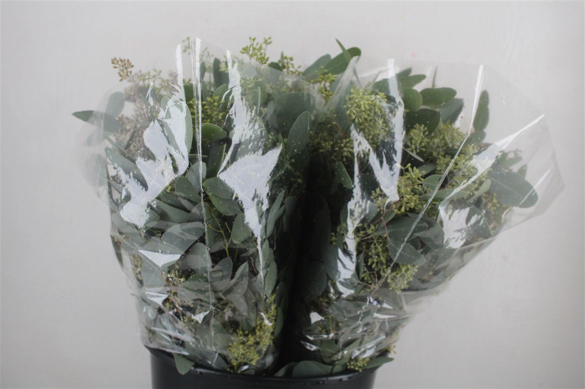 Eucalyptus Bnch Polyanthemos Fru 45cm 150gram