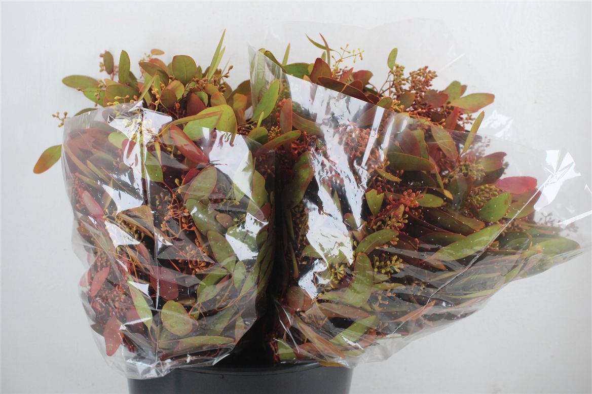 Eucalyptus Populus 45cm 150gram