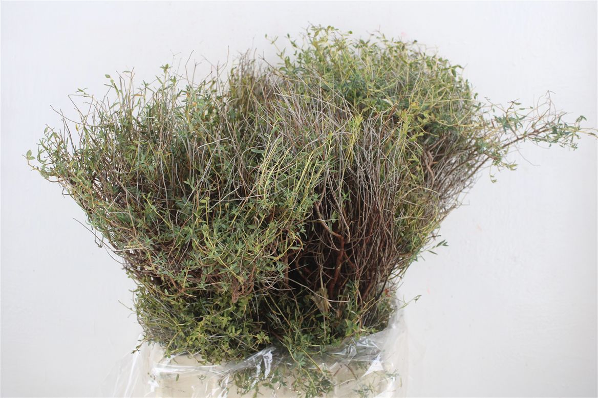 Euphorbia Spinosa 50cm 400gram