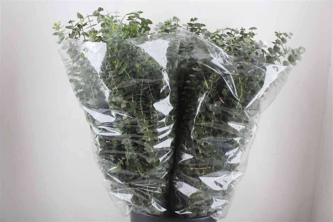 Eucalyptus Baby Blue 70cm 200gram