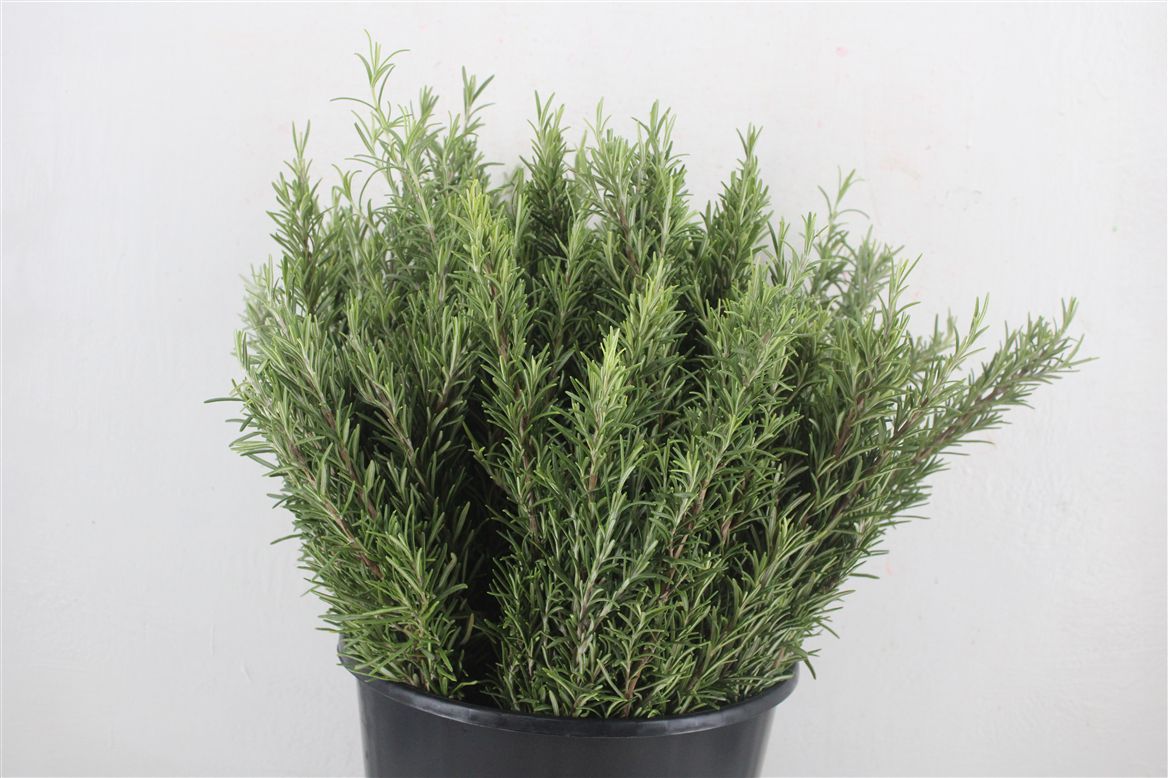 Rosemary Per Bunch 45cm 200gram
