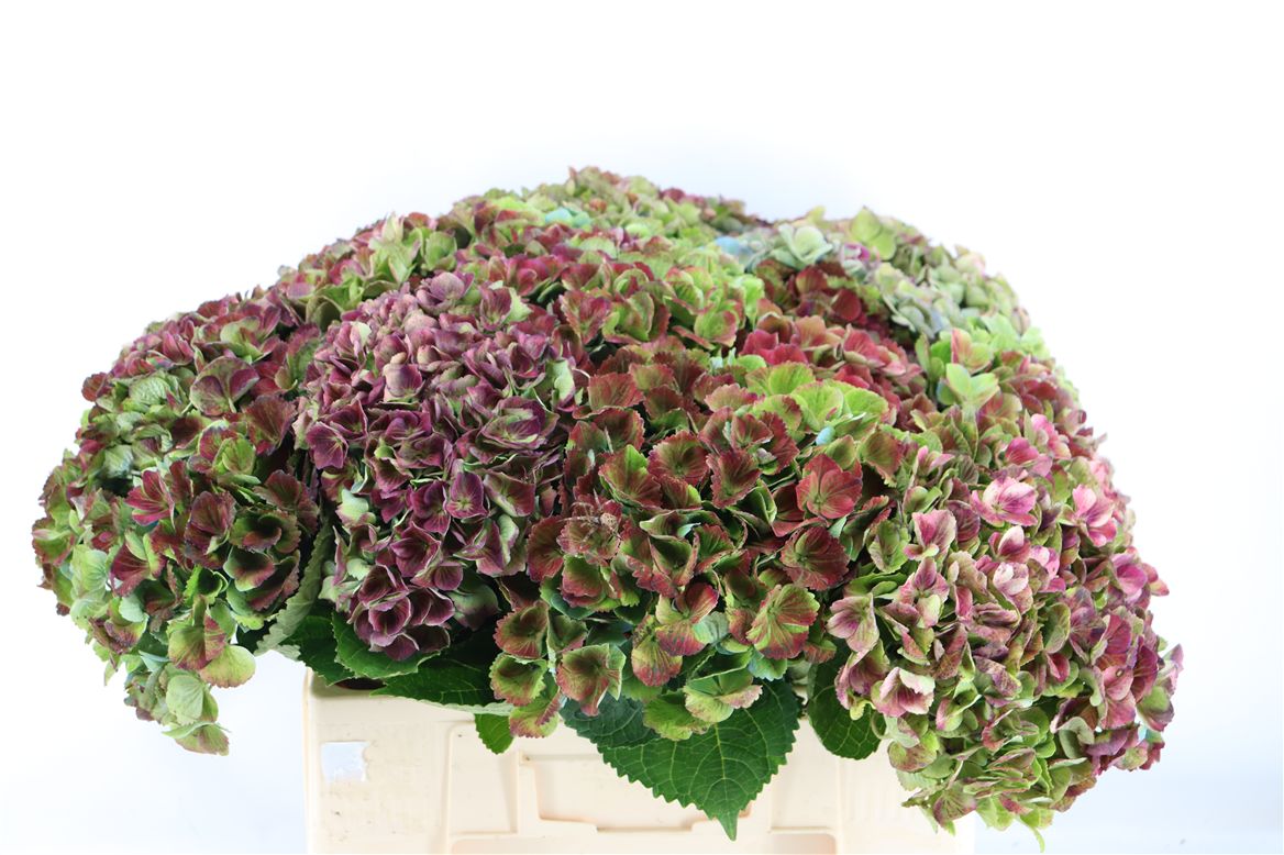 Hydrangea Amathyst Classic 50cm 15Ø