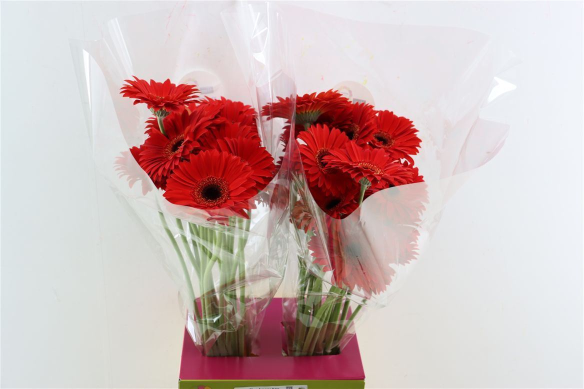 Gerbera Blinddate