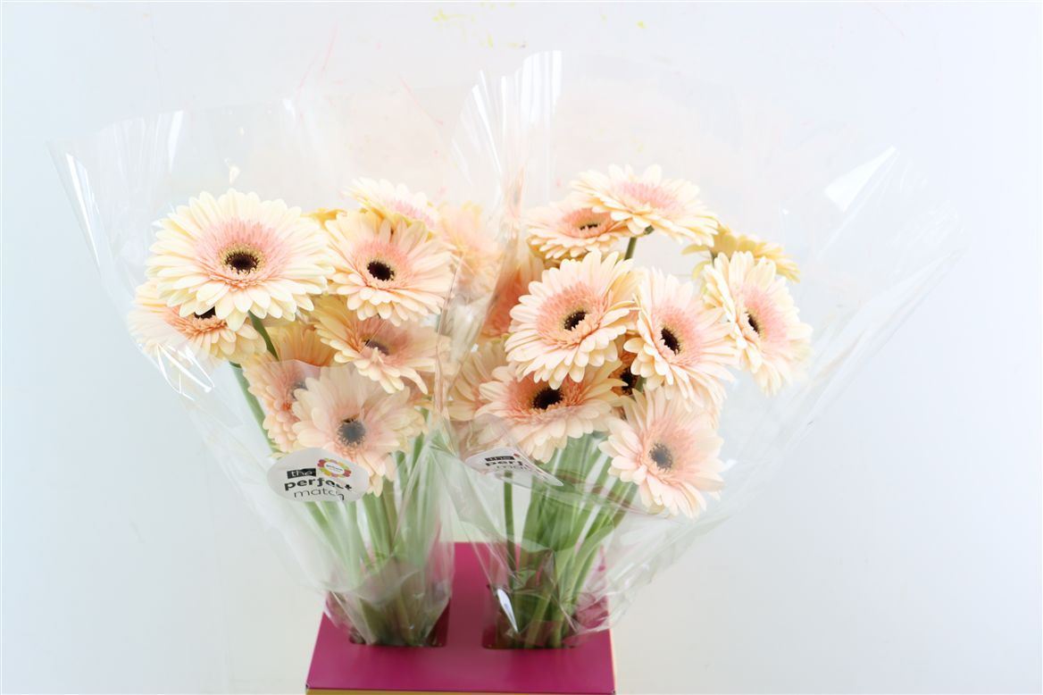 Gerbera Cafe Del Mar