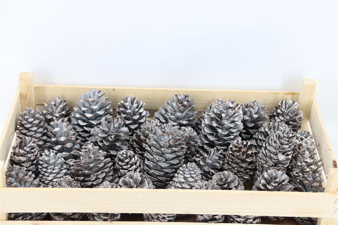 Stick Pine Cone Wax