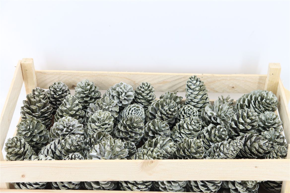Stick Pine Cone Wax