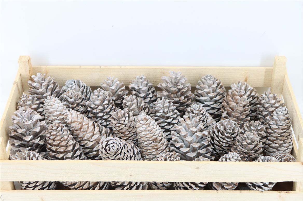 Stick Pine Cone Wax