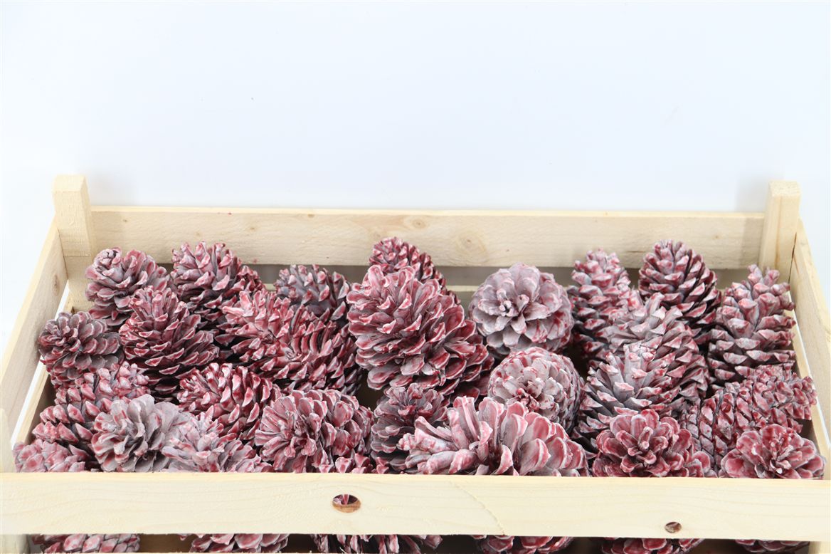 Stick Pine Cone Wax