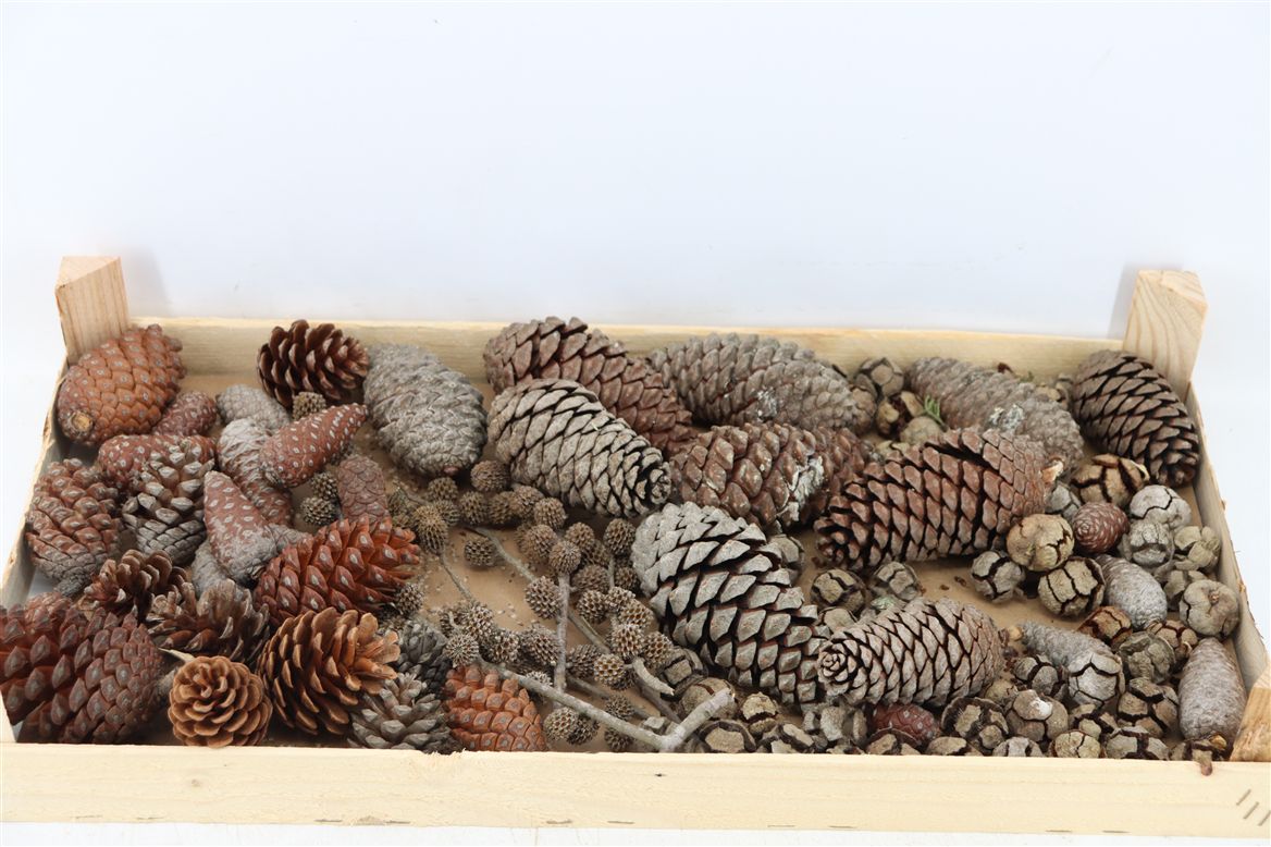 Stick Pine Cone Wax