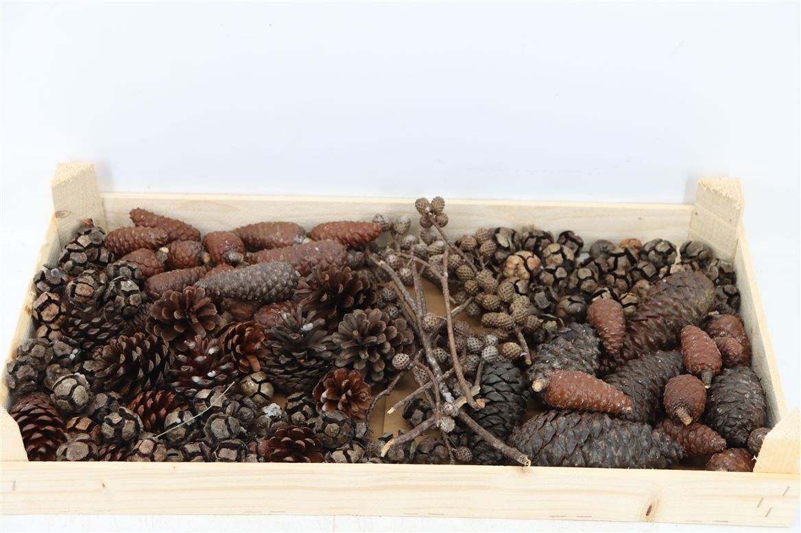 Pinecone Wax Mixed Natural 50cm X1