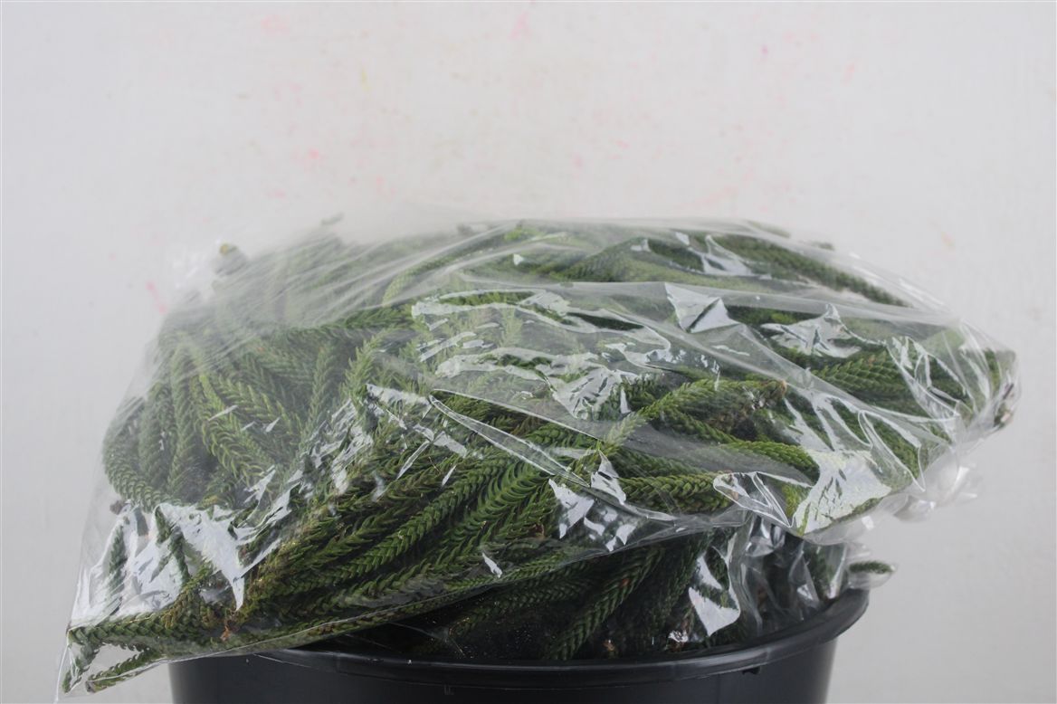 Araucaria Arauc Deco 65cm
