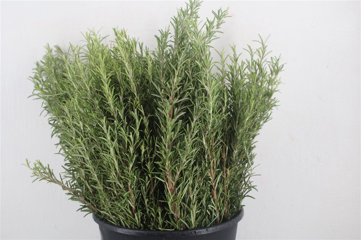 Rosmarinus Officinalis Per Bunch 45cm 200gr.