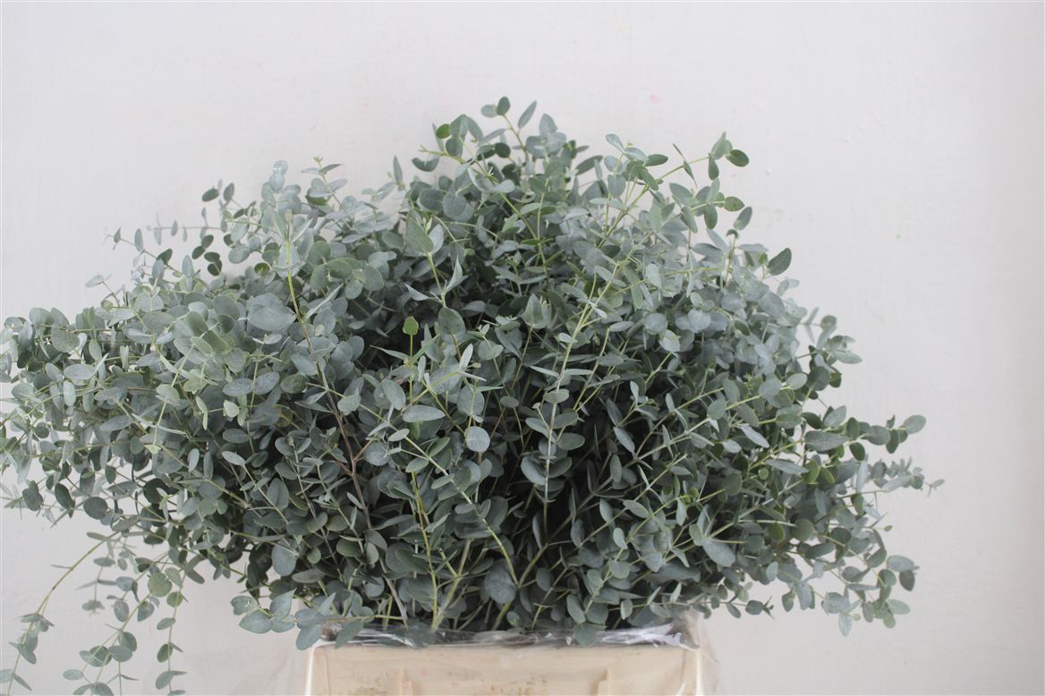 Eucalyptus Gunnii 45cm 150gram