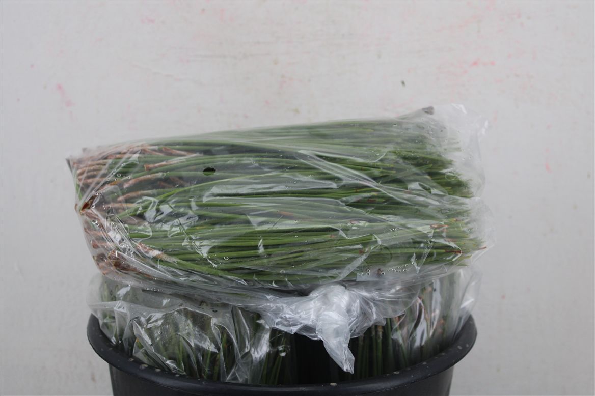 Pinus Overig 111Ø 500cm