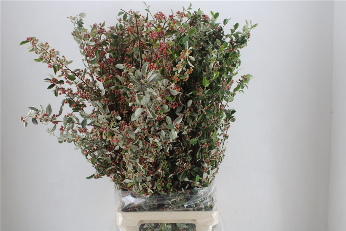 Chaenomeles Per Bunch 110cm 400gram