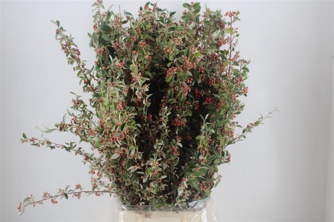 Cherry Blossom Per Bunch 70cm