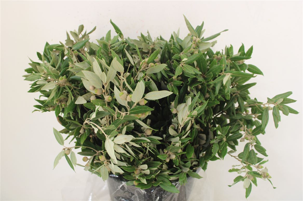 Quercus Stone Oak Per Bunch 55cm 200gr.