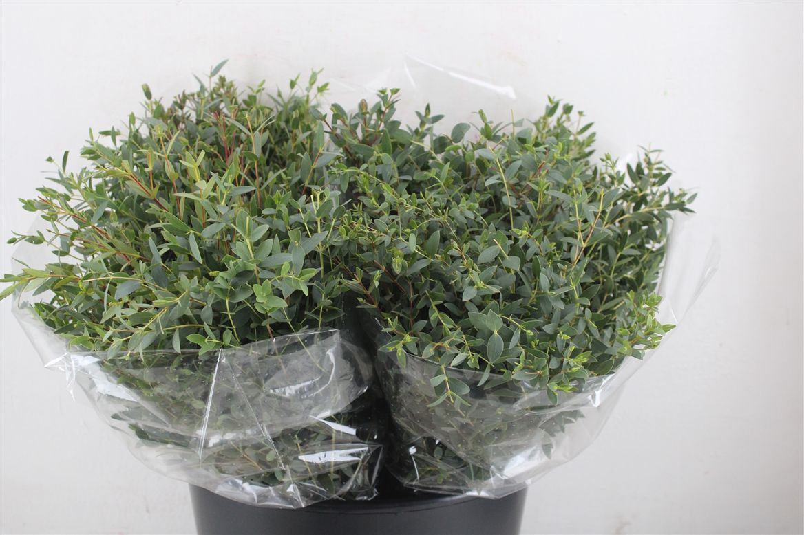 Eucalyptus Parvifolia 40cm 150gram