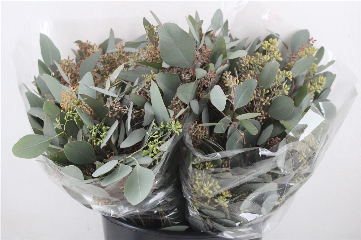 Eucalyptus Bnch Polyanthemos Fru 40cm 150gram