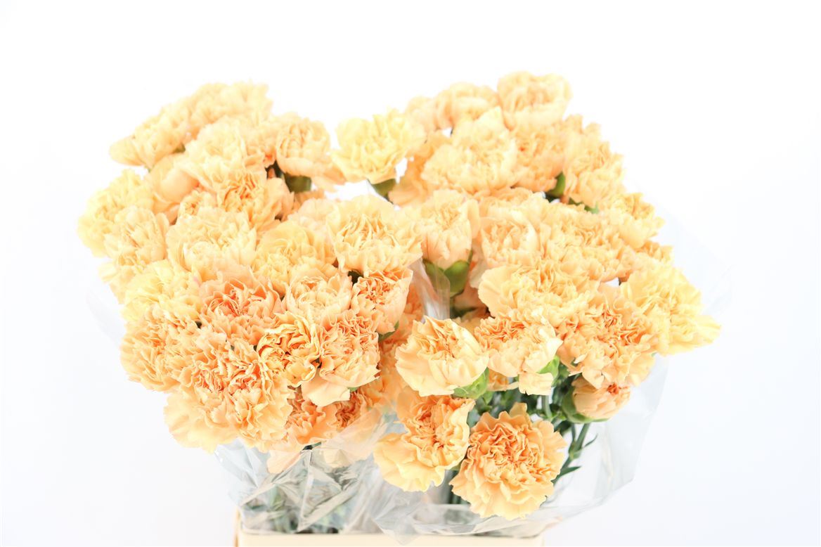 Dianthus Single Caroline Gold 70cm
