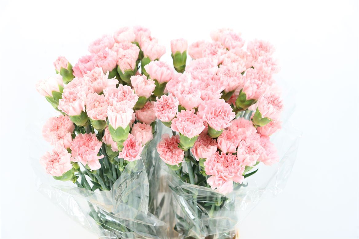 Dianthus Single Doncel 70cm