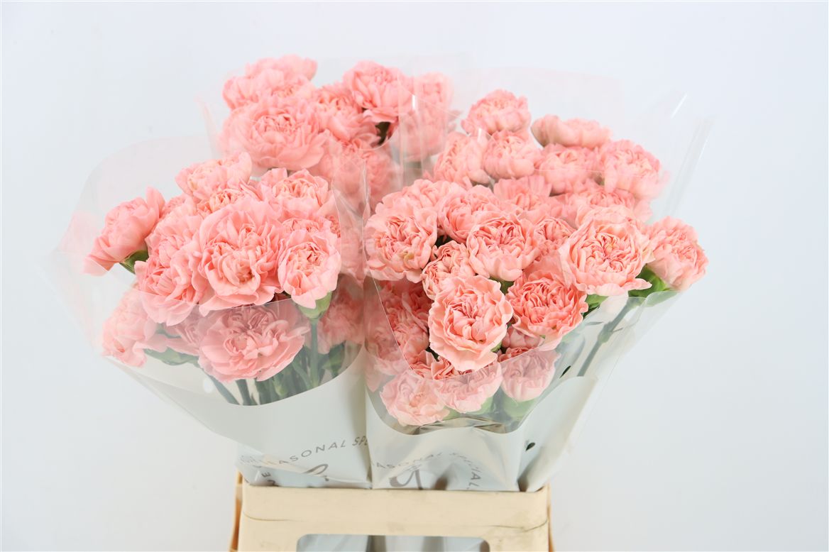 Di St Eternal Love 70cm