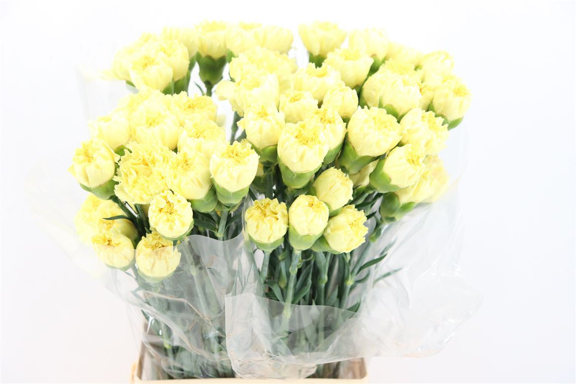 Dianthus Single Hermes 70cm