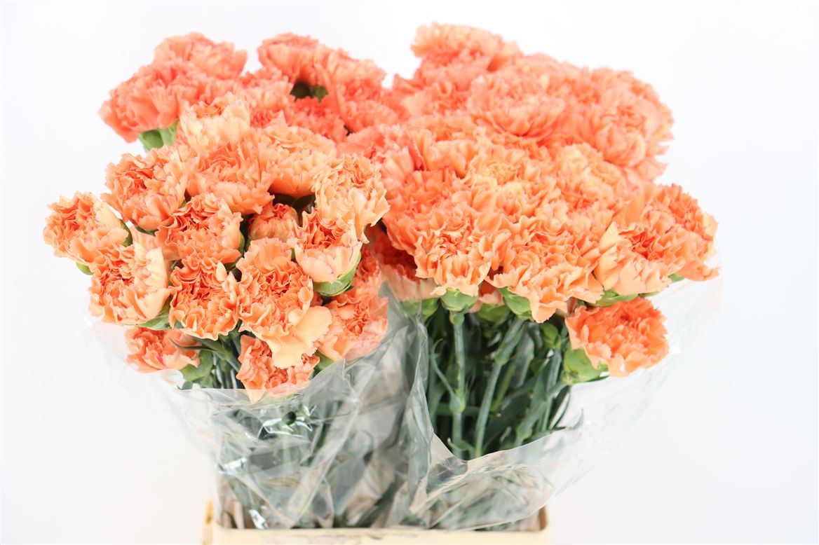 Dianthus Single Hermes Orange 70cm