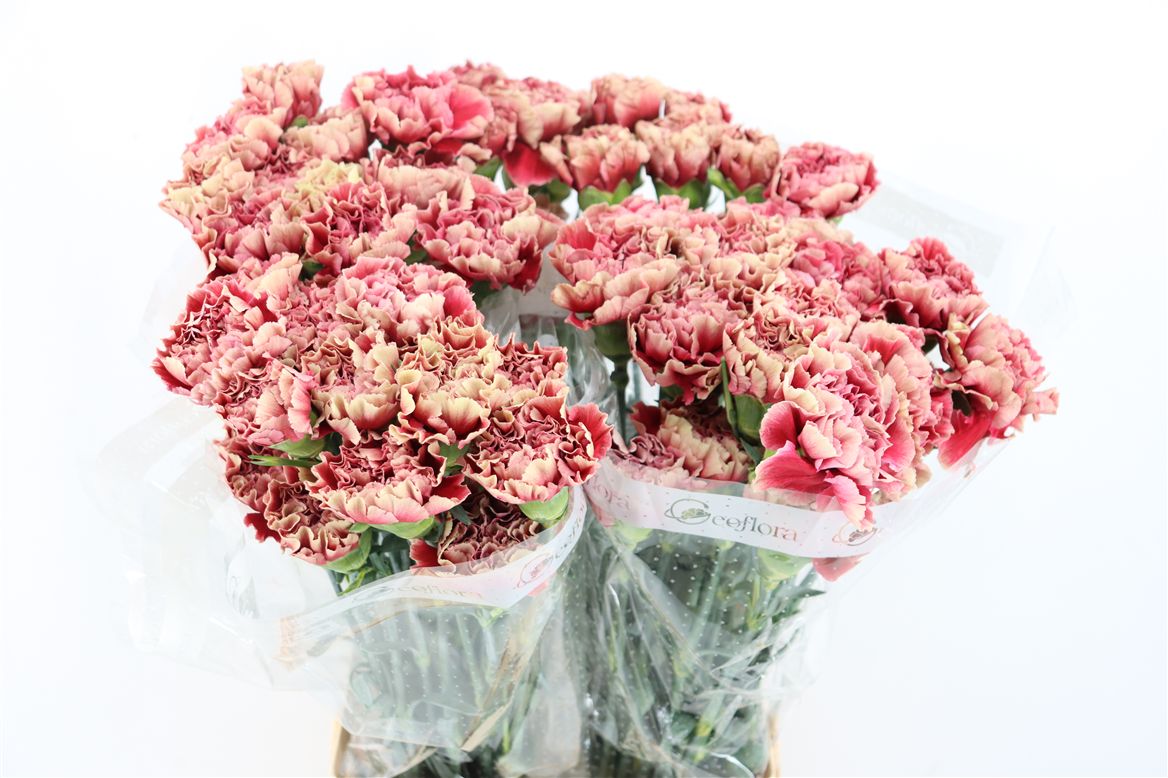 Dianthus Single Merletto Crimson 70cm