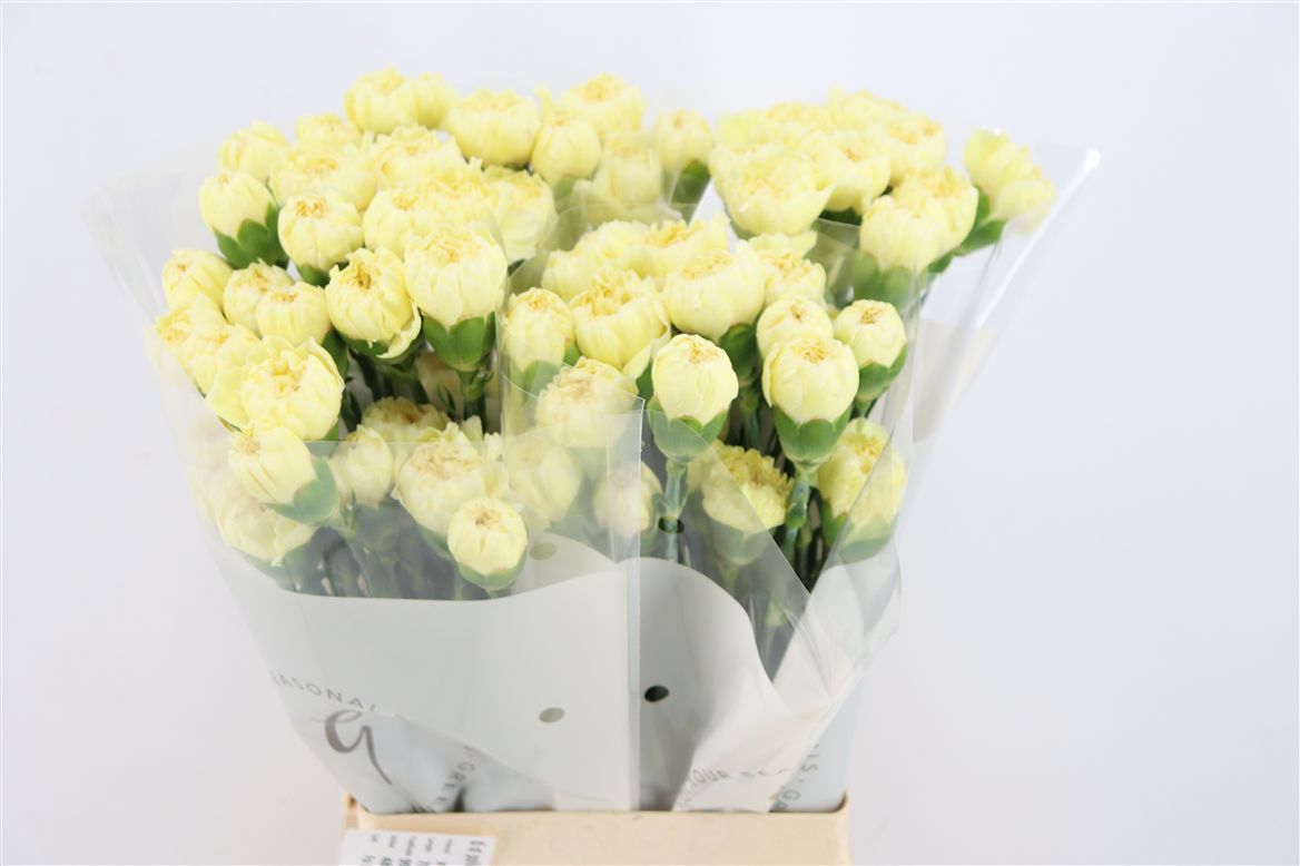 Dianthus St 70cm