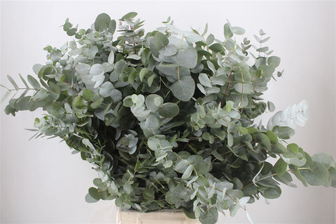 Eucalyptus Cinerea 70cm 300gram