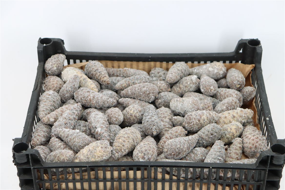 Stick Pine Cone Wax