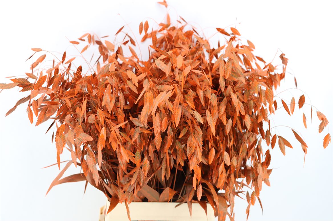 Painted Greenery Per Bunch 70cm