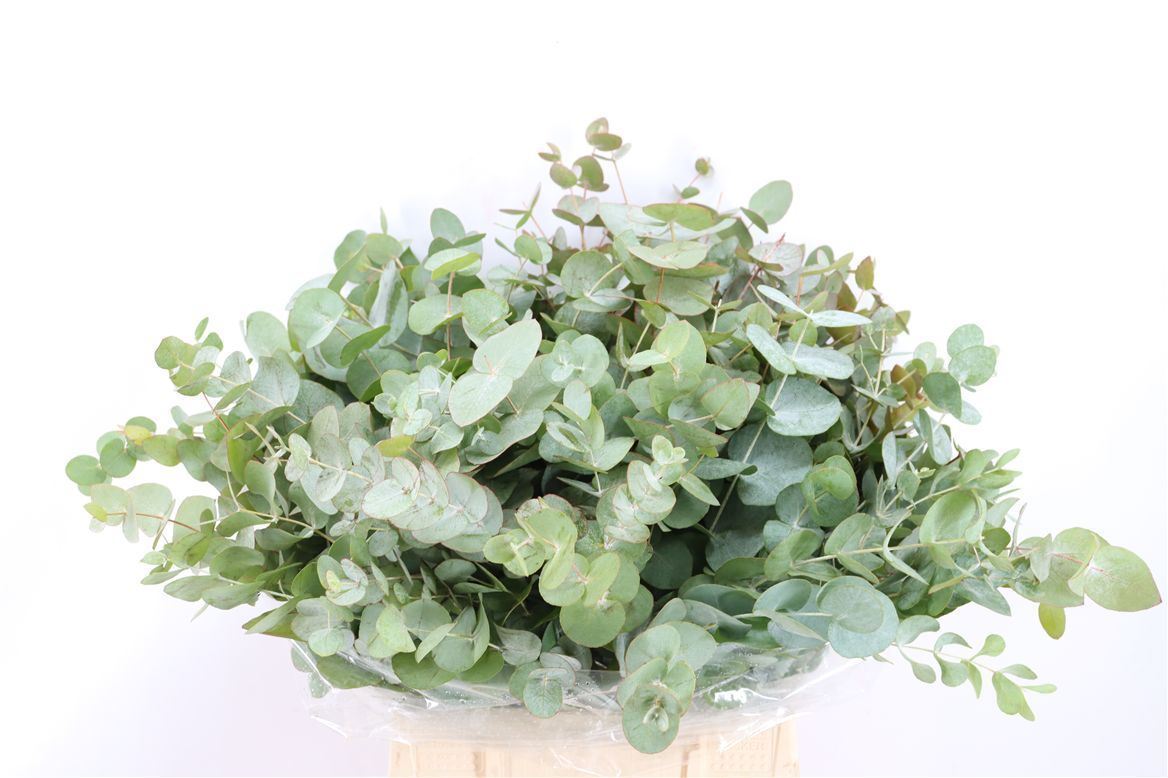Eucalyptus Cinerea 45cm 150gram