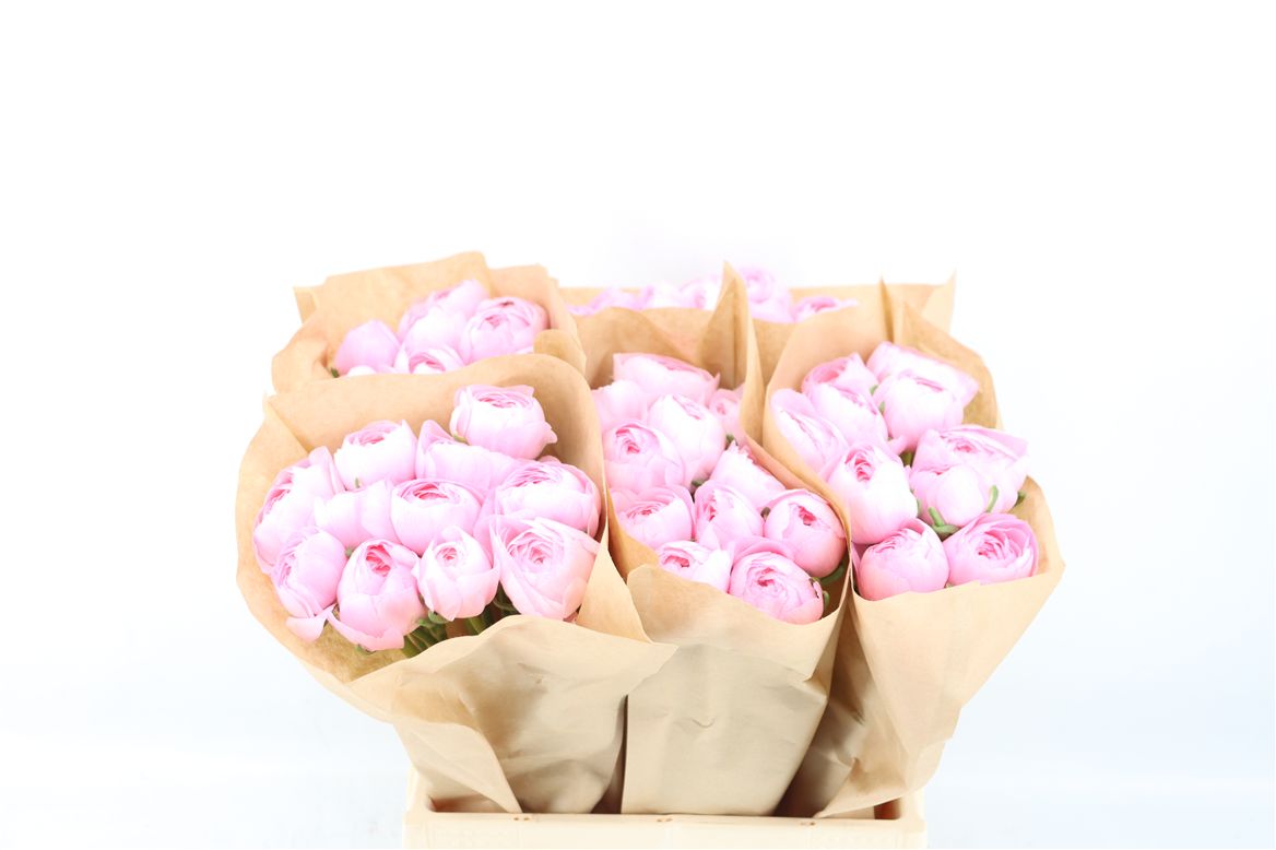 Ranunculus 40cm