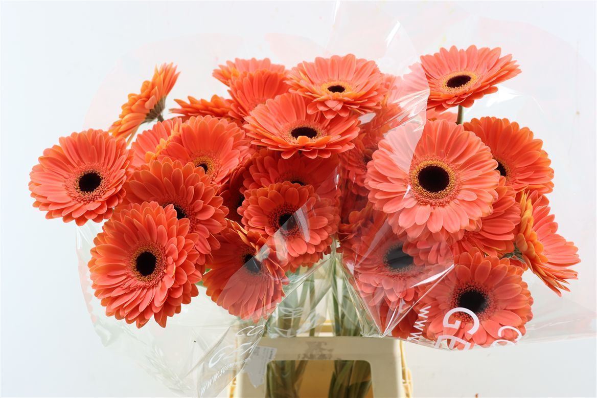Gerbera Jamilla