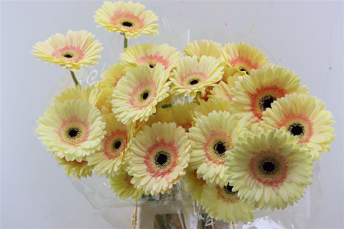 Gerbera Cartizze