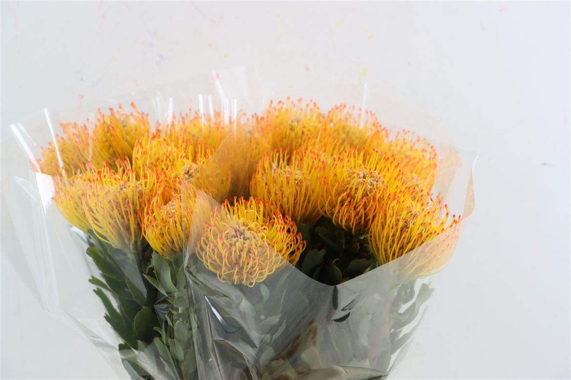 Leucospermum Ayoba Peach 70cm
