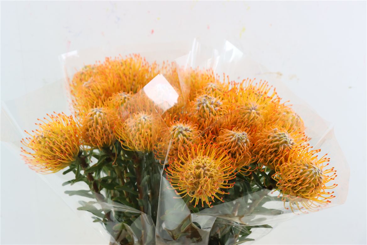 Leucospermum Ayoba Sun 70cm