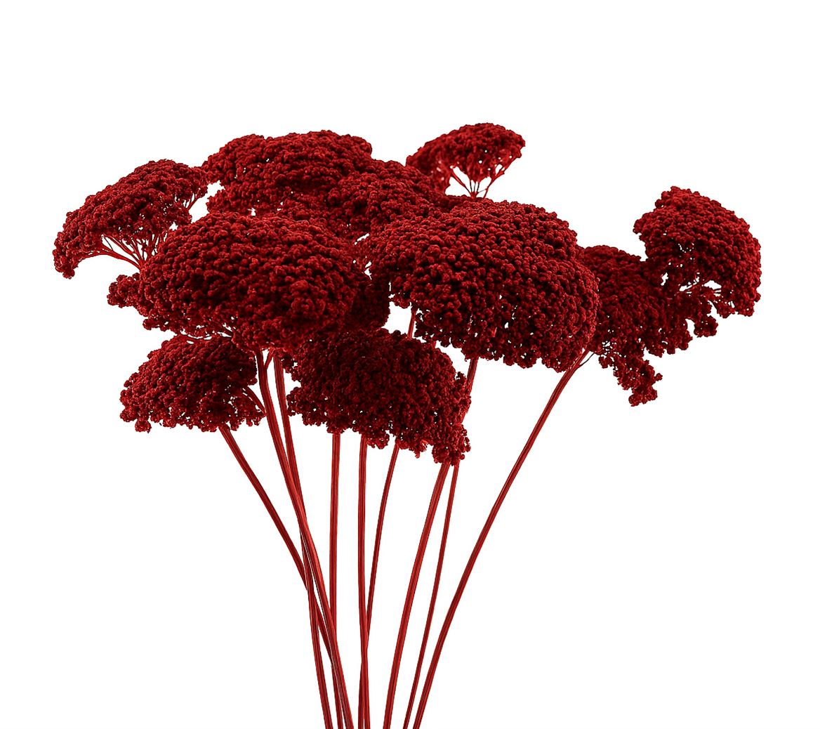 Dried Achillea Red X5 Bunch