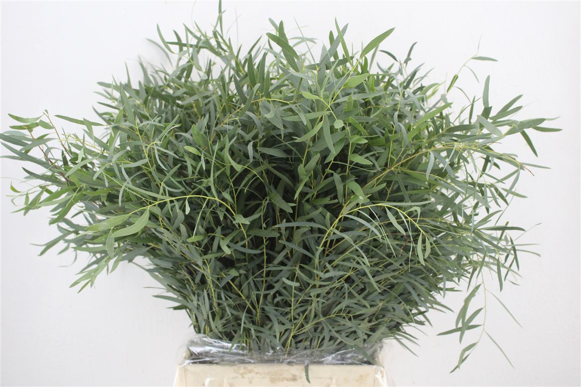 Eucalyptus Nicholii 45cm 150gram