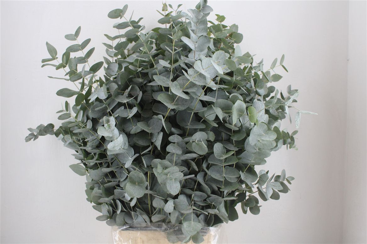 Eucalyptus Cinerea 70cm 300gram