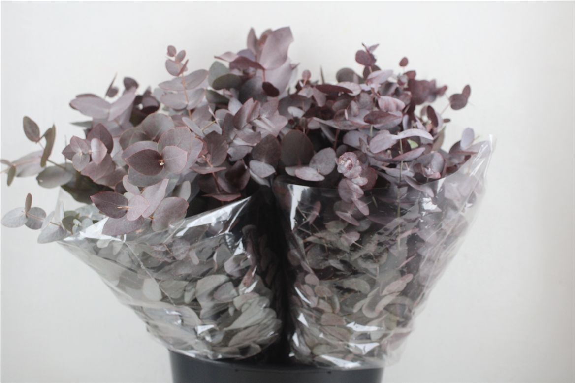 Ov Colrbehandeld 45cm 150gram