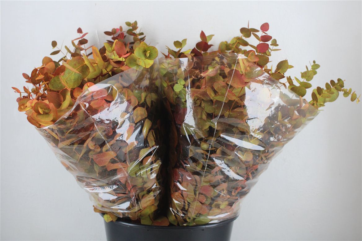 Ov Colrbehandeld 45cm 150gram